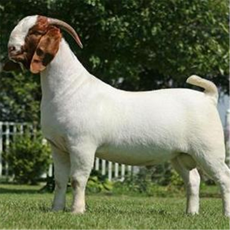 波尔山羊养殖场 波尔山羊多少钱一斤 波尔山羊苗价格-阿里巴巴