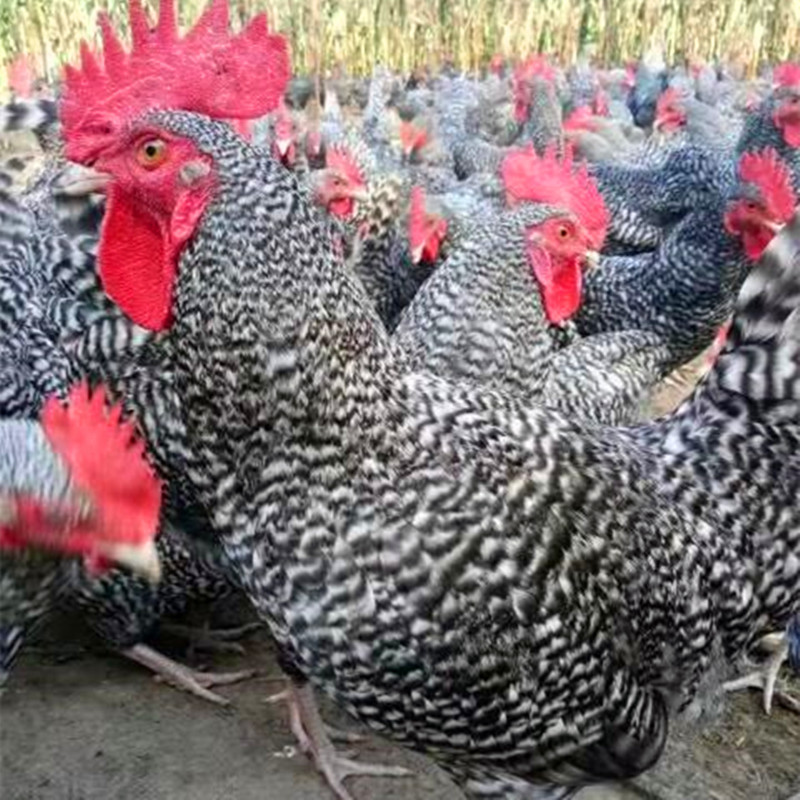 芦花鸡鸡苗河北省优质芦花鸡苗价格芦花鸡鸡苗多少天出栏
