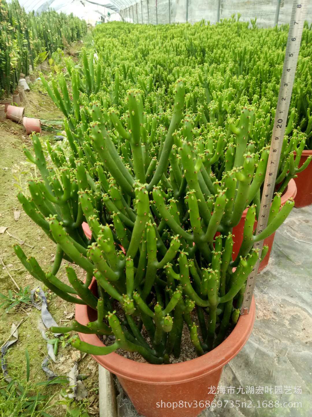 宏叶花卉景天科多肉 珊瑚柱光棍树 仙人柱产地直销景观 盆栽批发