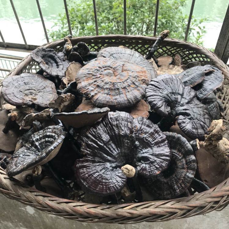 灵 赤芝芝灵芝草木灵芝万年草仙草  中号8-15厘米