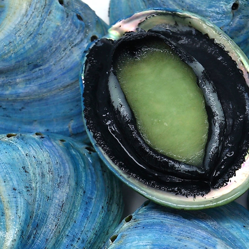 活冻鲍鱼 新西兰冷冻 蓝鲍鱼 即食带壳蓝鲍鱼 54-78克/只 1kg/包