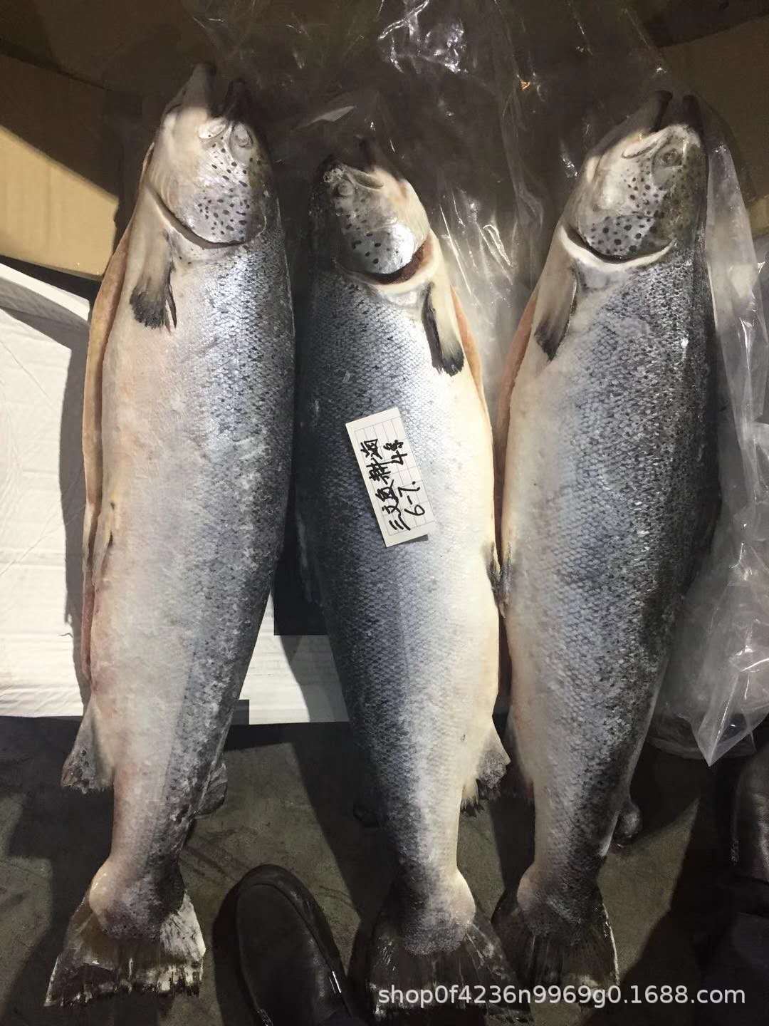 冷冻三文鱼 智利进口三文鱼 不可刺身 6-7公斤/条 约30公斤/件