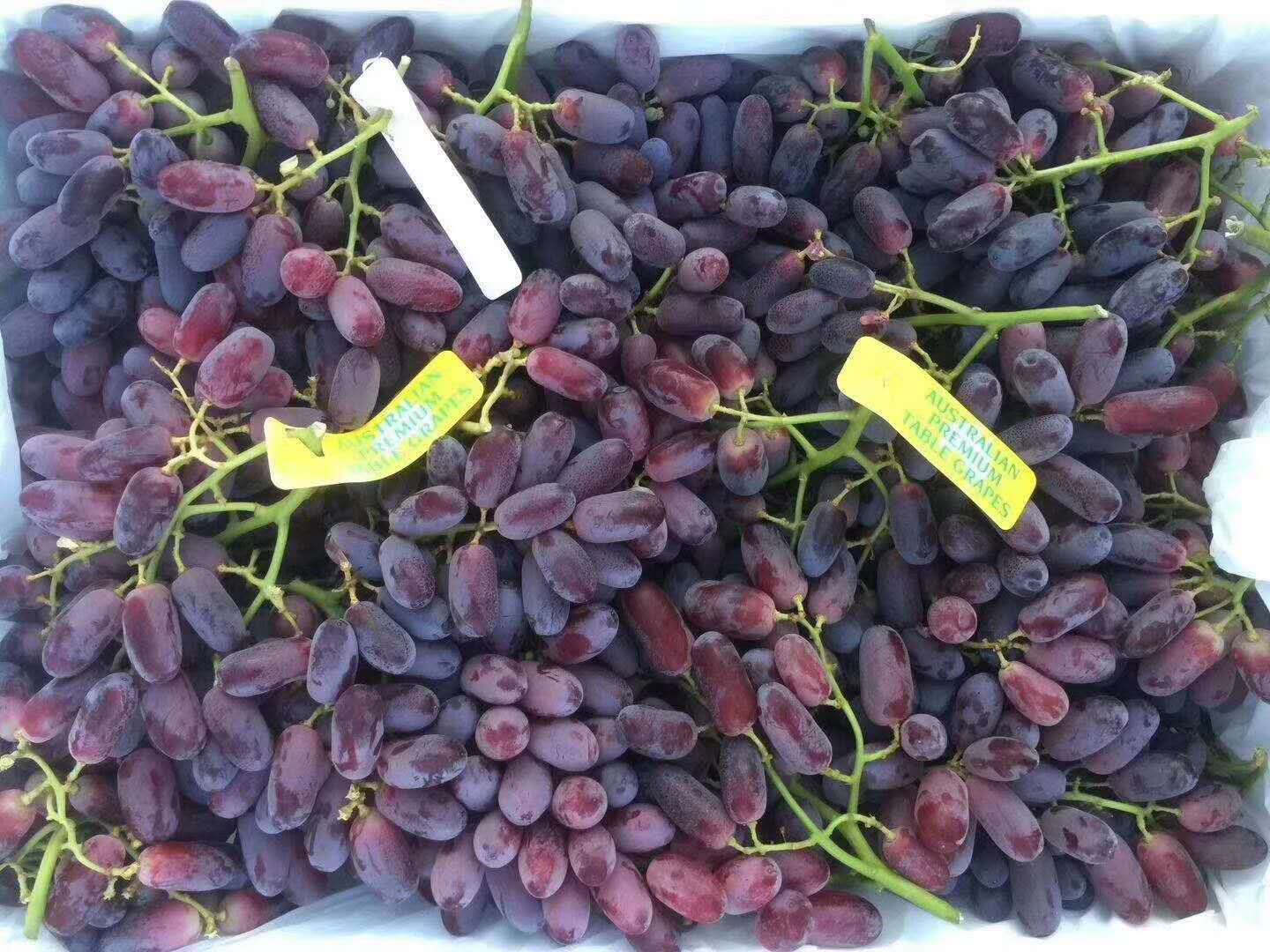 澳洲金手指美人指无籽红提广州江南市场配送进口红提进口水果