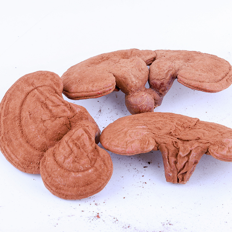 供应产地货源灵芝山中瑰宝营养赤芝现货批发品质保障量大从优