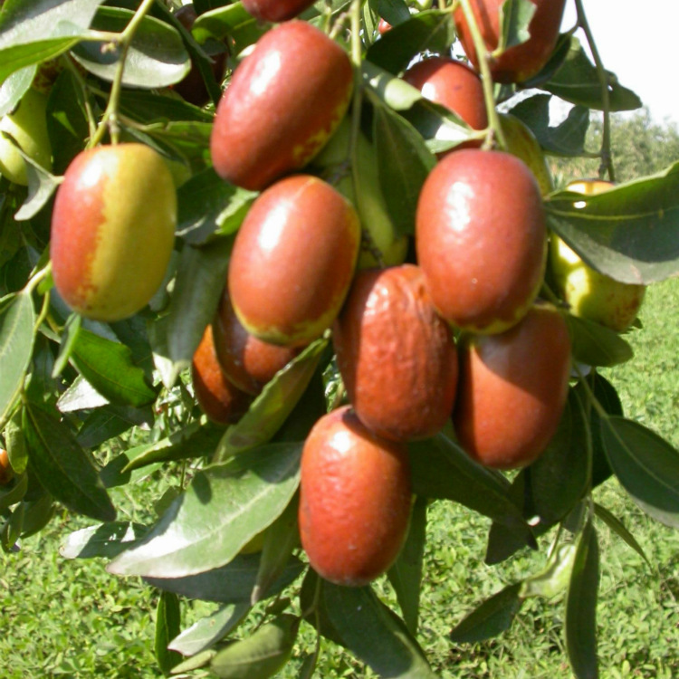 湖南果苗批发 基地直销精品 大果型大枣苗 大王枣苗 果大高产