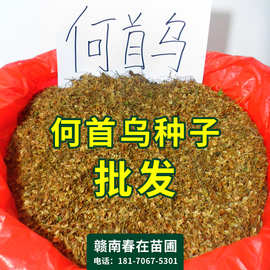 何首乌种子赤首乌盆栽夜交藤根块野生何首乌苗批发名贵中药材种苗