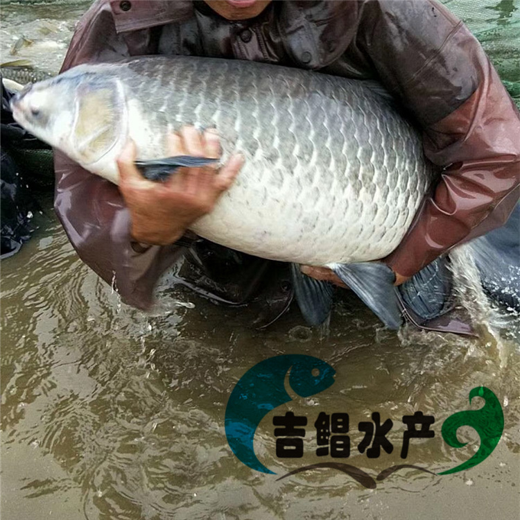 青鱼苗批发 黑鲩鱼苗 螺蛳青鱼苗 灰鲩鱼苗 黑草鱼苗|价格|厂家|多少