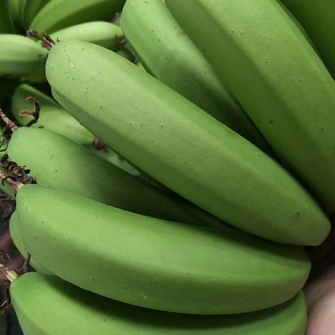 福建漳州 绿皮蕉 天宝香蕉 农家自产自销 5斤包邮