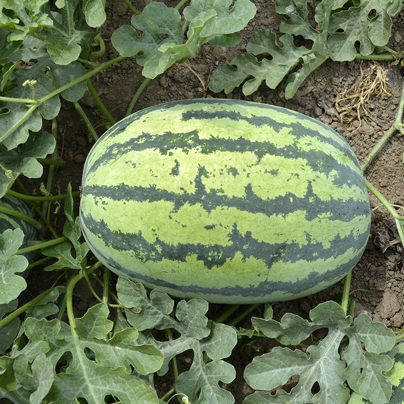 中科茂华水果种子少籽巨龙西瓜种子懒汉型大果型大红瓤高产抗病