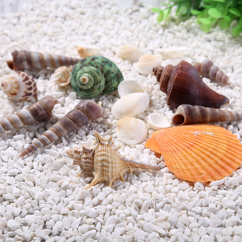 厂家直销批发纯天然海洋贝壳海螺锥螺景观螺造景装饰品小礼物摆件