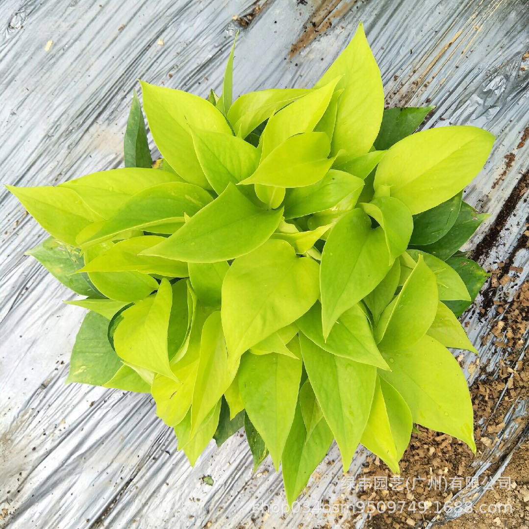 a180#稀有黄金葛绿萝 室内吸甲醛净化空气植物小盆栽花卉批发