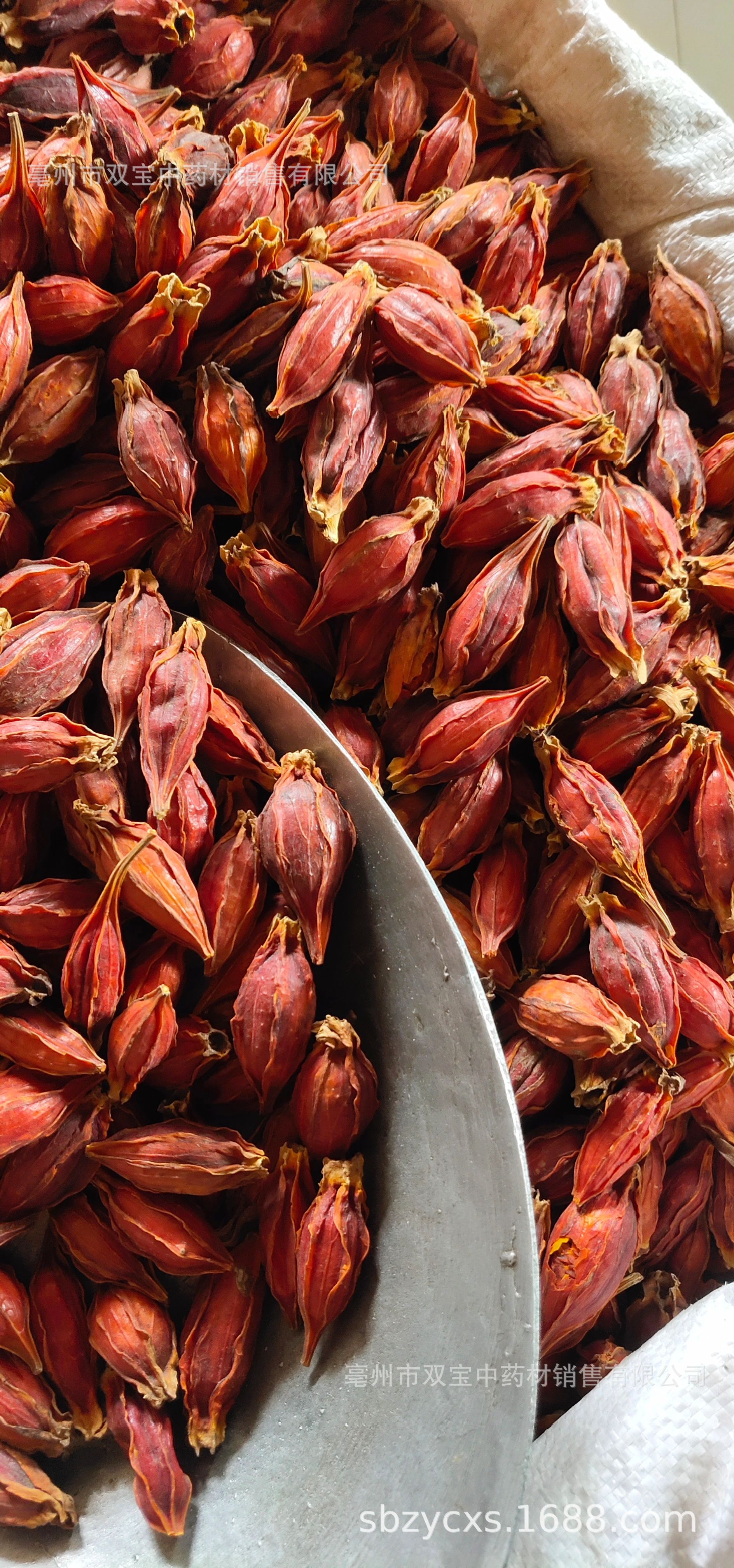 双宝供应散装 江西红栀子 山栀子 水栀子 枝子茶各种规格栀子大货