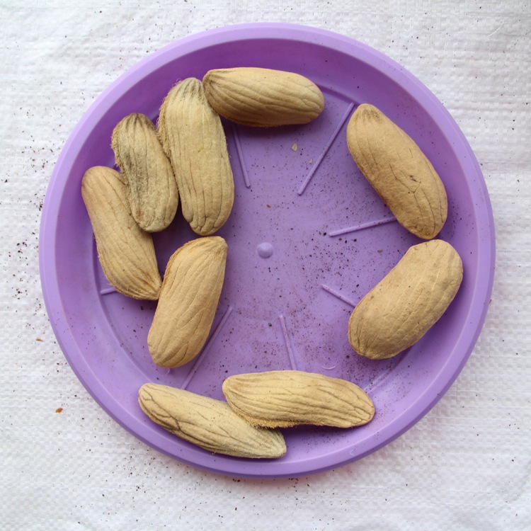 芒果批发新菜果树种子 水果种子 果树种子 芒果树种子 量大优惠