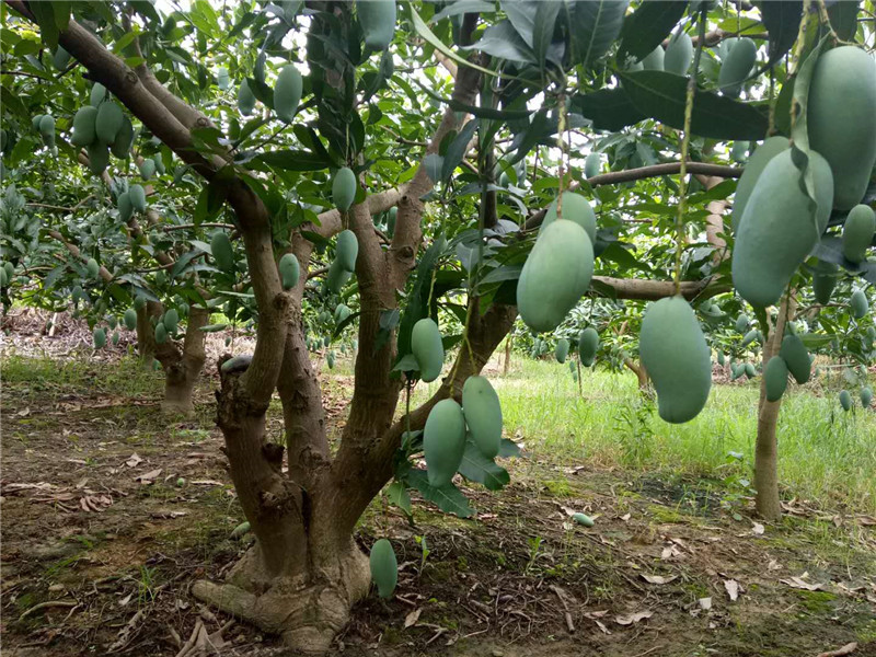 预售田东桂七芒果礼盒装应季水果新鲜现摘非台农贵妃甜心凯特青芒