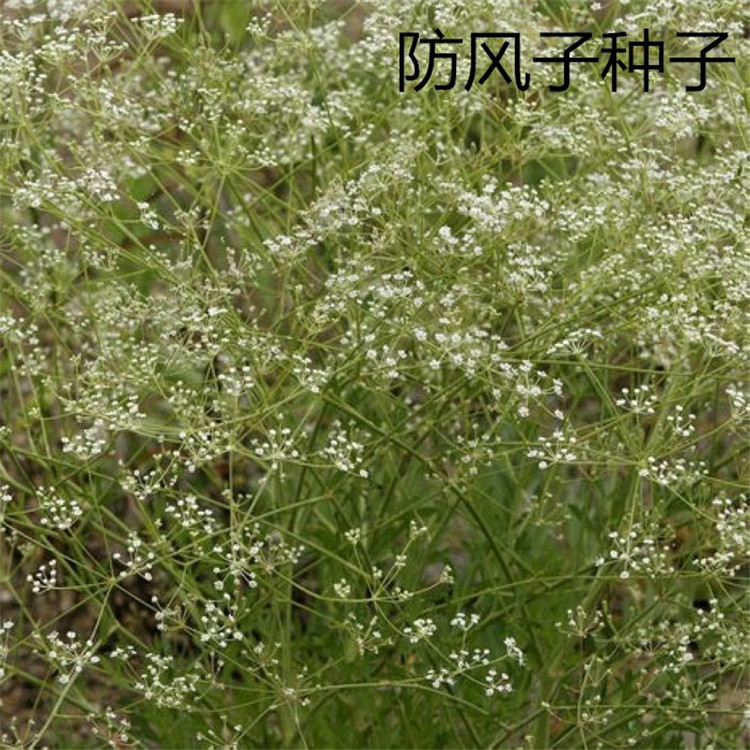 散装中药材防风种子西防风子水防风籽回草百枝回云野生关防风籽