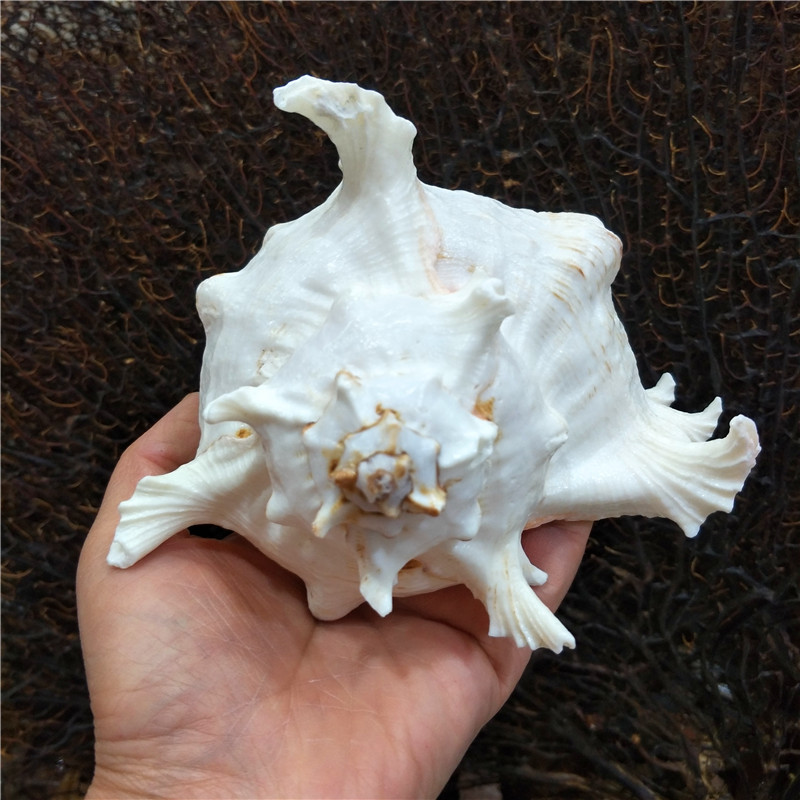 超大天然海螺贝壳 麒麟螺千手螺景观鱼缸造景 创意家居收藏标本螺