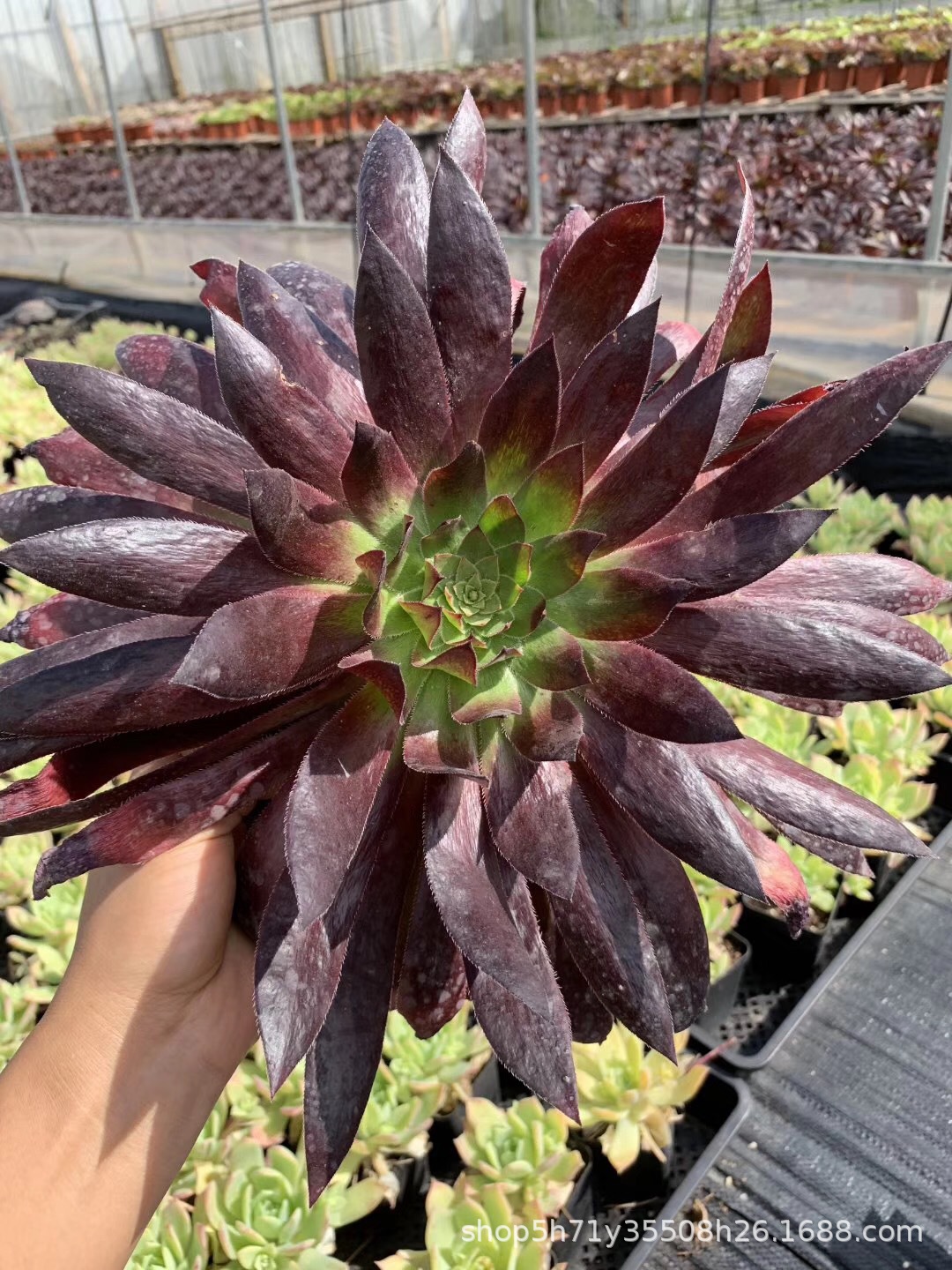 855状态多肉植物基地批发正版孔雀法师母本品相实拍多肉品种