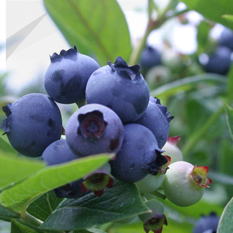 蓝莓苗批发盆栽地栽果树苗南方北方栽植兔眼黑珍珠三年苗带营养钵