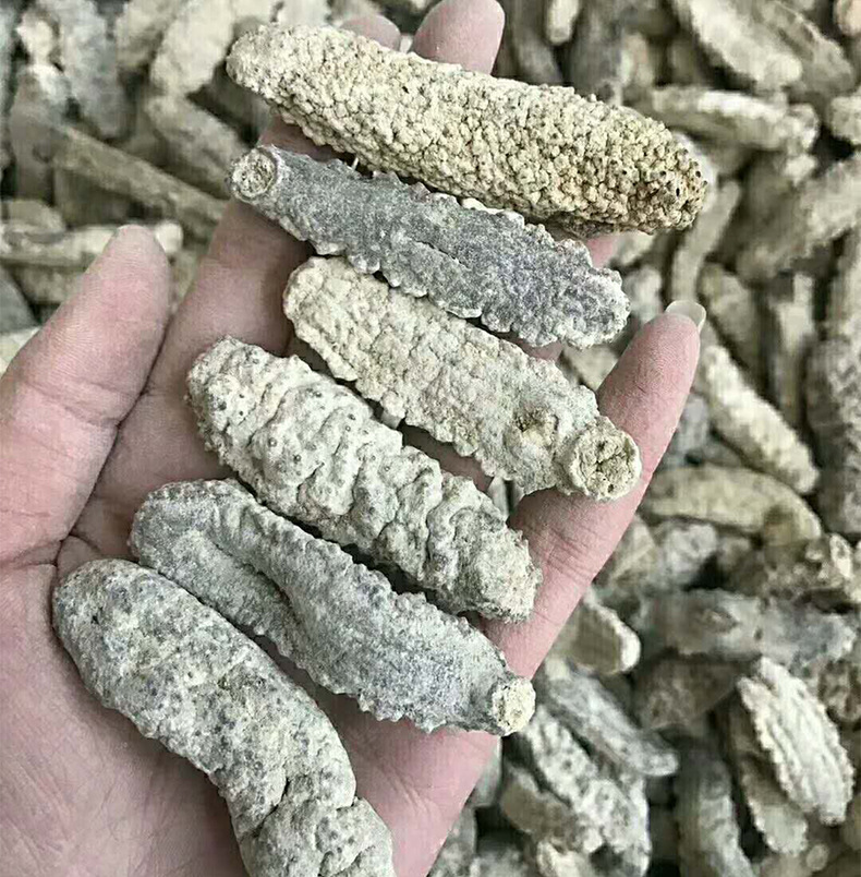 诚言海味批发黄玉参 足干泡发 纯淡干马尔代夫海参 黄玉参滋补品