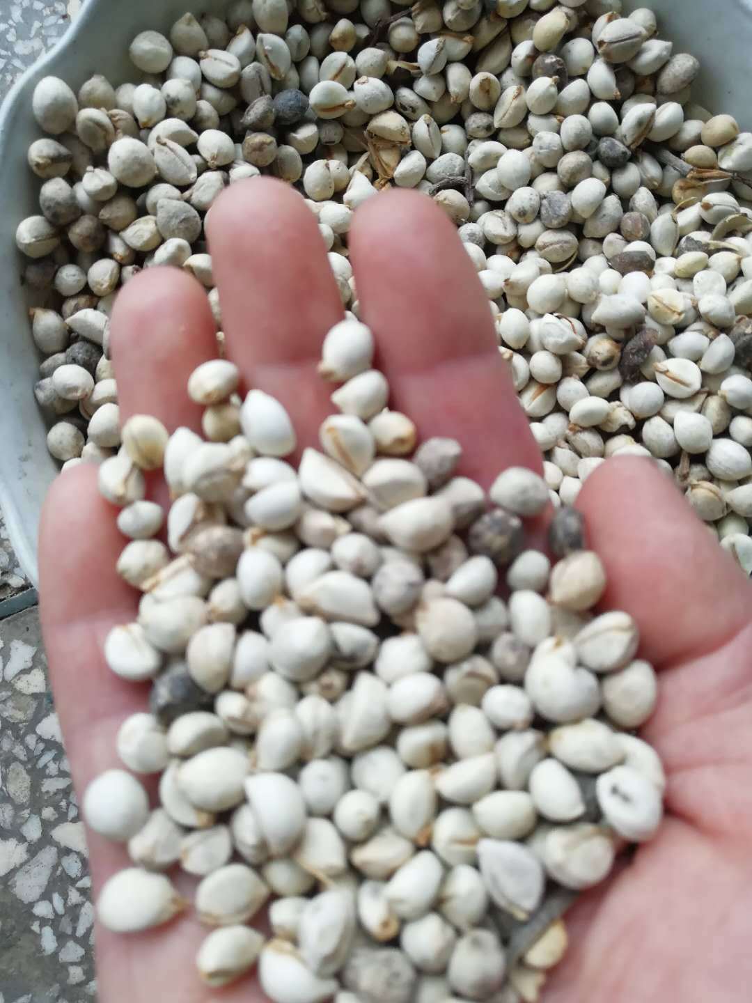 乌桕种子 山乌桕种子 桕子树木子树 四季播种林木种籽