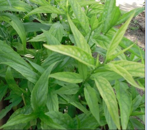 忧遁草的功效与作用