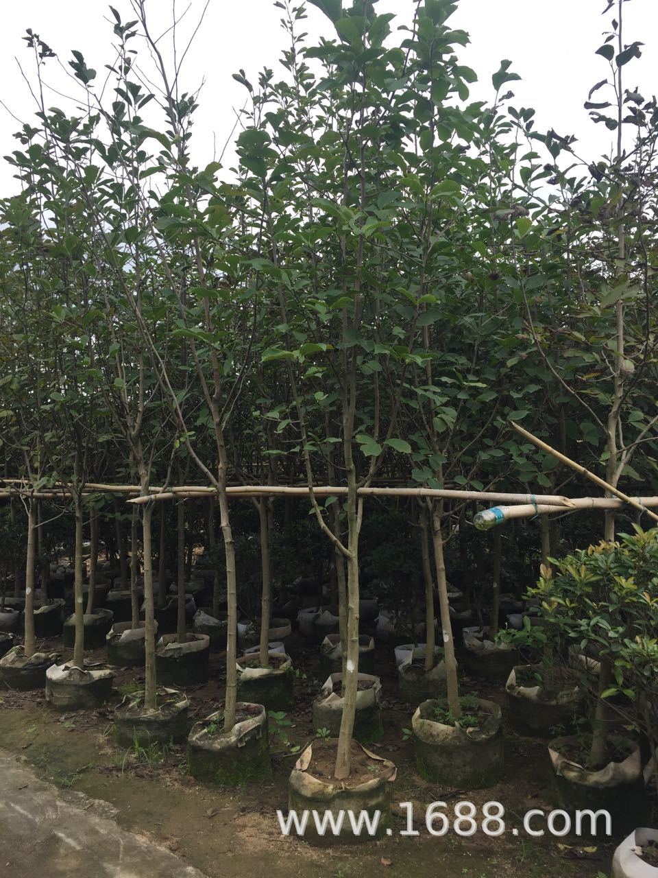 基地直销 白兰 紫玉兰 玉堂春 广玉兰 多规格 庭院 市政 工程报价