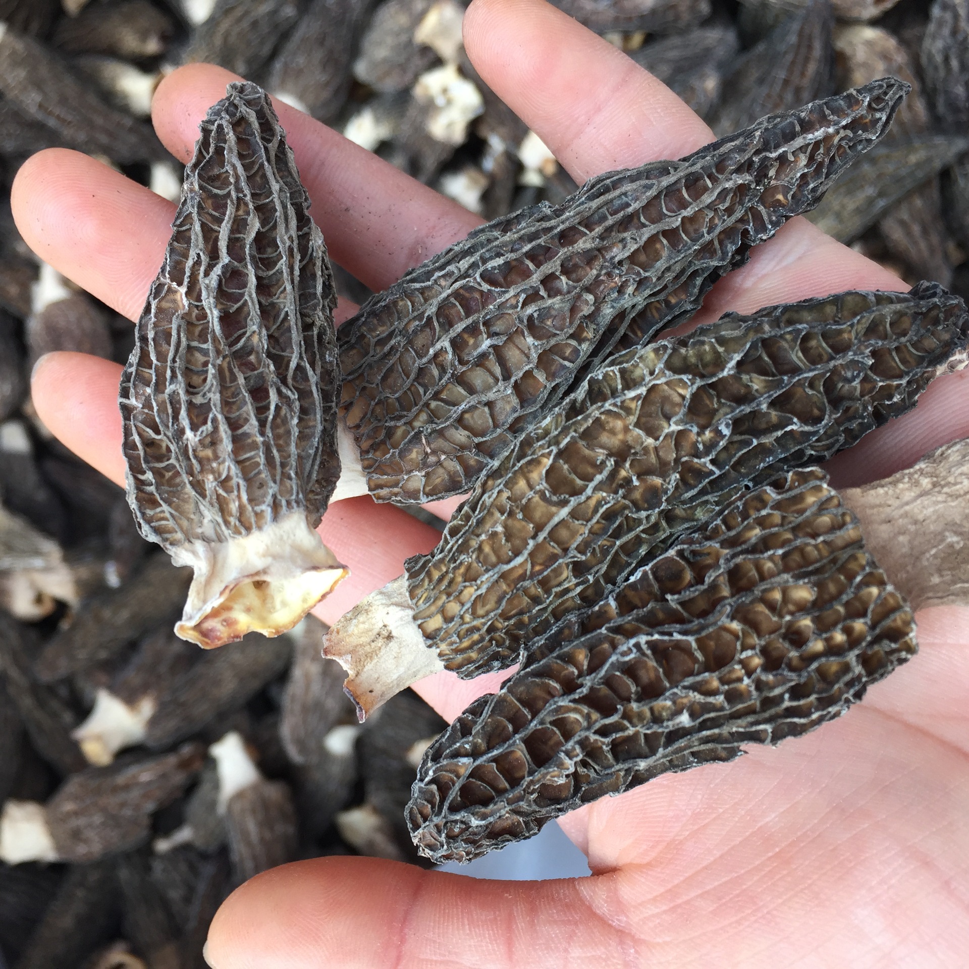 云南高原特产羊肚菌干货 剪柄羊肚菌 手工采摘 产地批发 量大