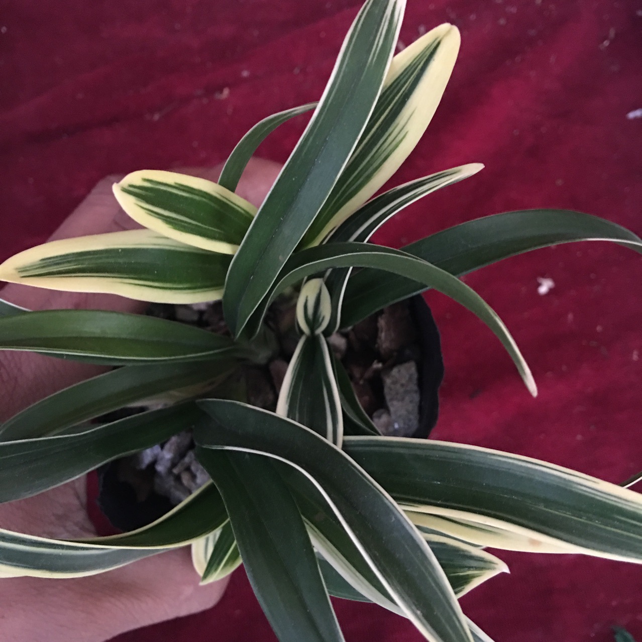 金凤凰矮种凤凰冠兰花建兰艺春兰艺草四季兰办公室书房客桌绿植盆