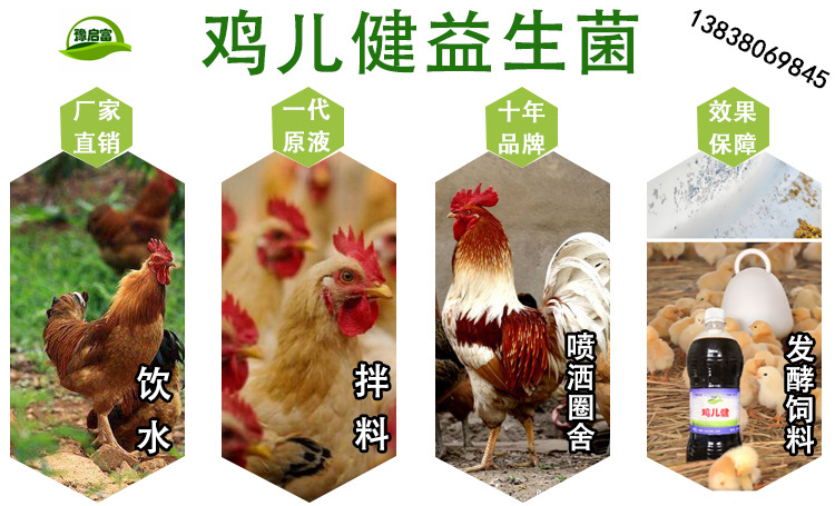 启富鸡儿健养鸡益生菌