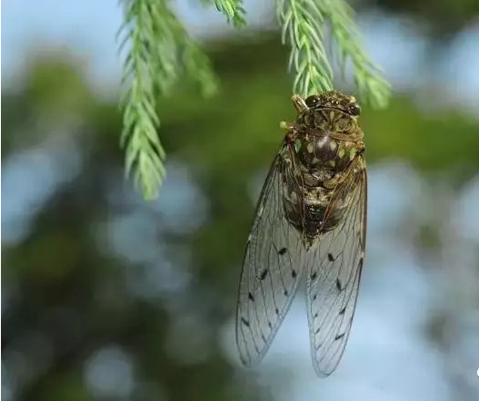 古时楚称蜩(tiáo),秦晋称蝉.蜩螗沸羹,叫声沸稠为粘羹,多美的形容!