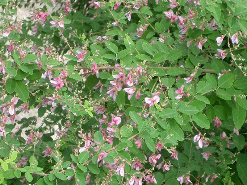 多花木兰种子蜜源植物种子公路护坡绿化多年生护坡灌木种子