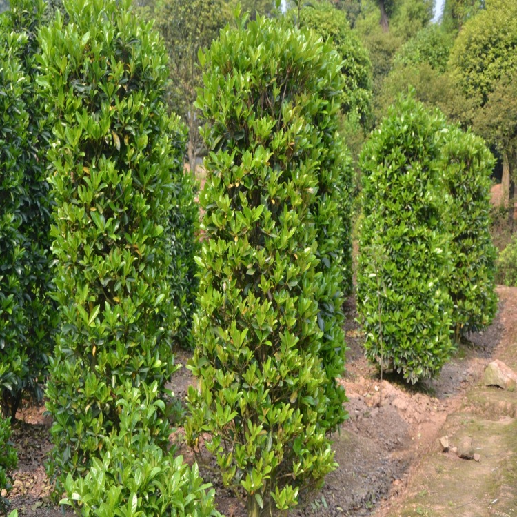 皂角坡现货珊瑚树出售 庭院行道绿化围墙灌木丛法国冬青 量大价优