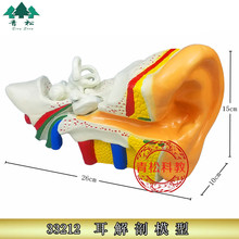 耳解剖模型（6倍放大) J33212 生物实验器材 中学 教学仪器