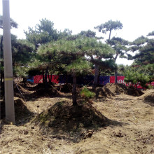 山东泰安风景松平顶松景观松白皮松华山松云杉圣诞树雪松基地价格