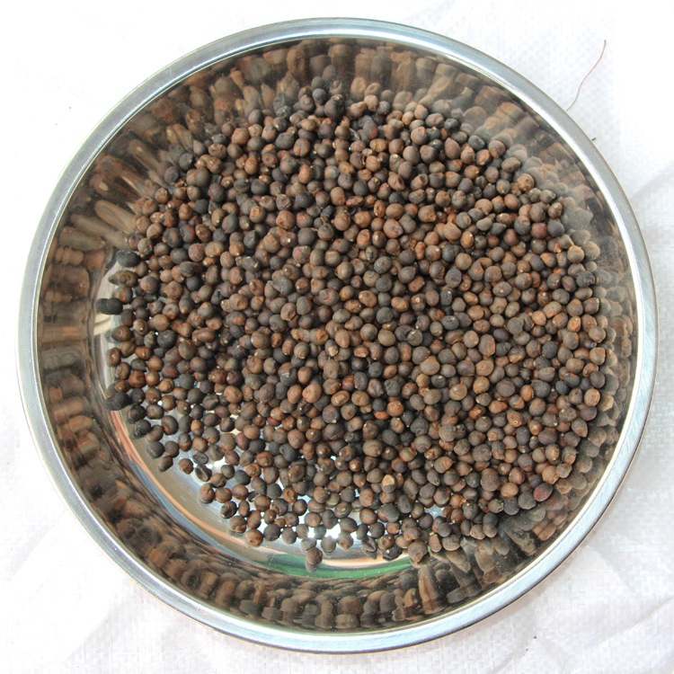 出售新采木棉种子 青皮木棉种子 新种子包发芽 质量保证