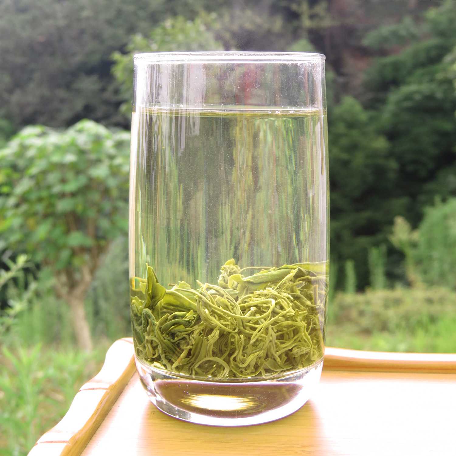 碧螺春 四川毛峰 早春绿茶 知茶人卷毛峰蒙顶山绿茶厂家直销