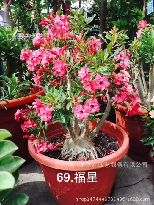3.5寸台湾沙漠玫瑰(规格多)观花盆栽室内外盆栽-阿里巴巴