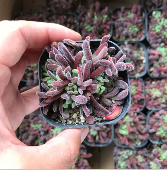 梦椿 梦春 实拍 多肉植物