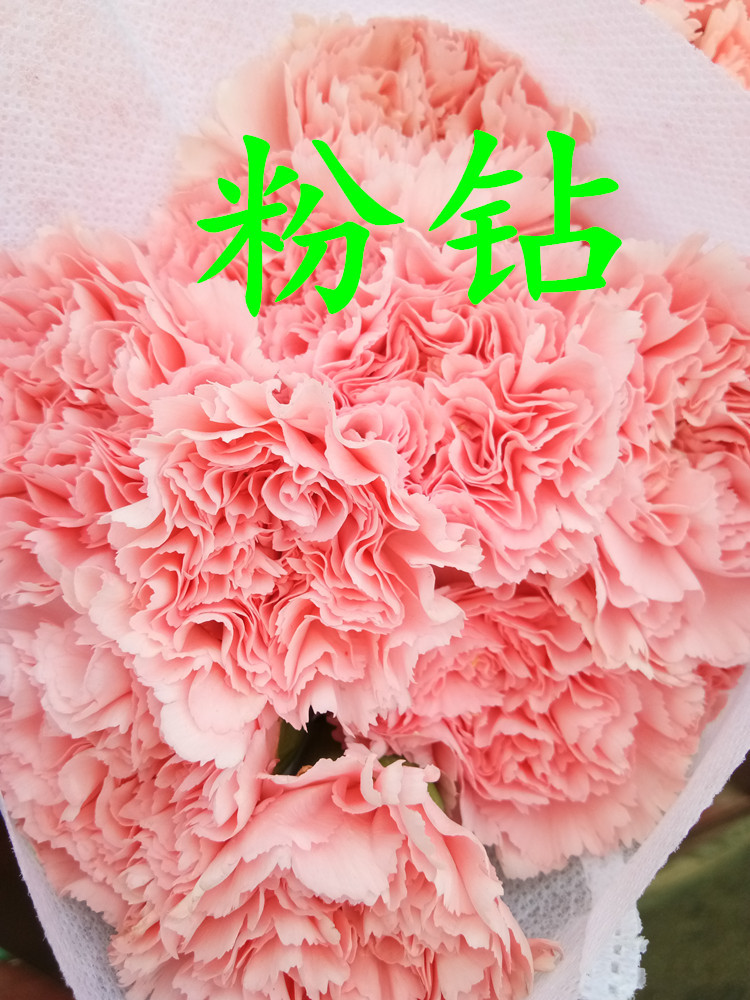 康乃馨大康单头康昆明鲜花直销一扎二十支 母亲节教师节花艺