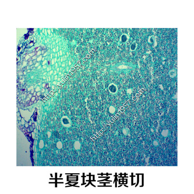 生物实验显微镜切片 中草药切片 实验器材 半夏块茎横切厂家直销
