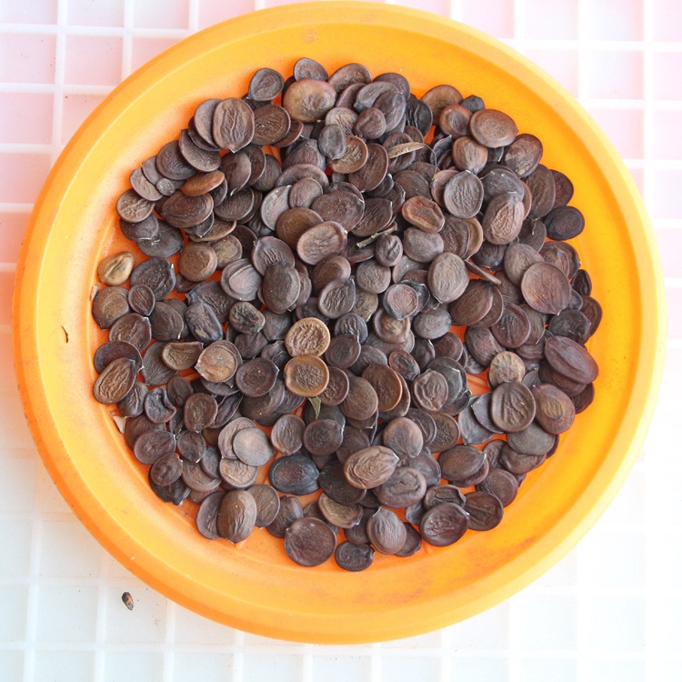 批发新采树种子羊蹄甲种子 红花洋蹄甲 大花紫荆种子 洋紫荆种子