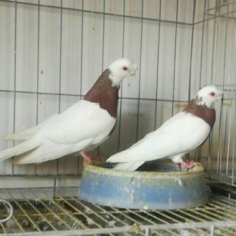 墨环鸽价格 紫环鸽 新疆系毛脚两头乌鸽 紫点子观赏鸽批发