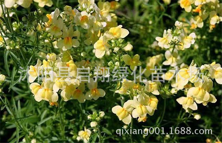 柳穿鱼种子花卉草花籽花海公园景观绿化多年生宿根耐寒耐热易发芽