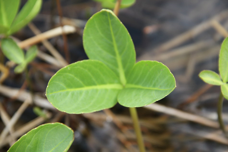 农村一种独特野草,吃了就想睡觉,人称“睡菜”,是治失眠