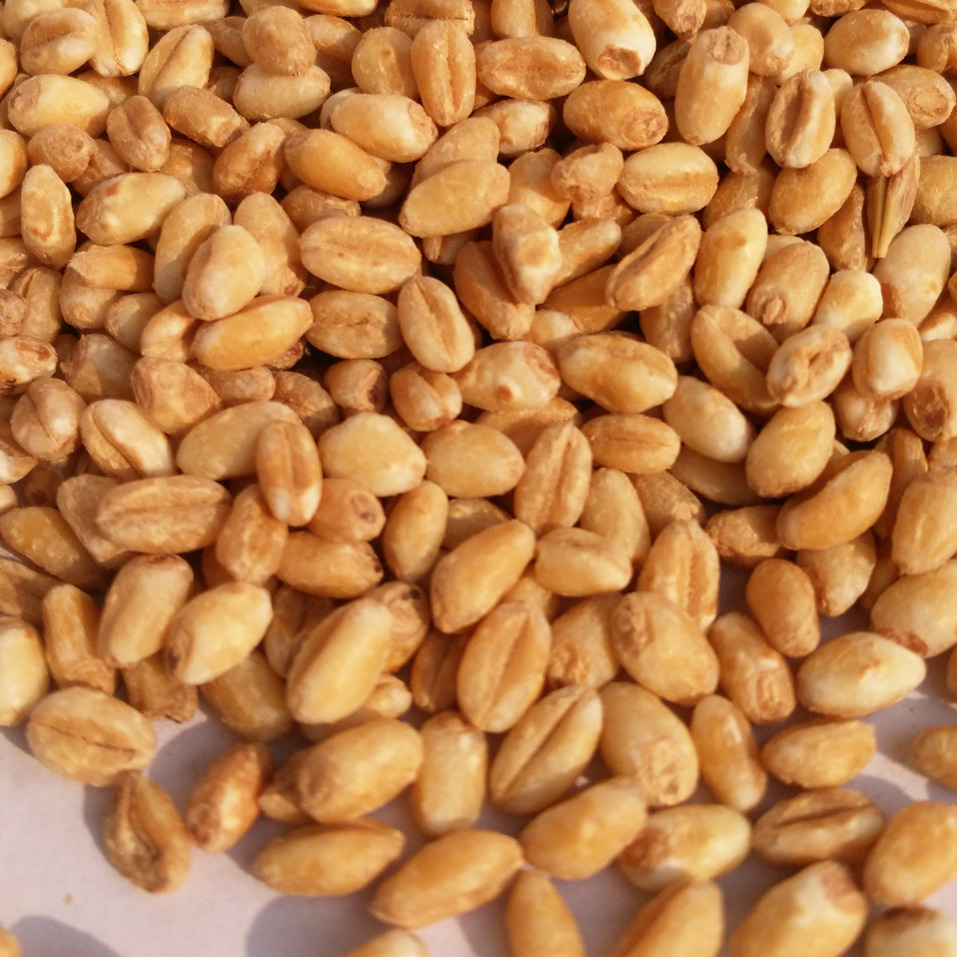 批发 低温烘焙五谷杂粮烘焙熟大麦仁 杂粮 现磨豆浆原料 磨粉专用