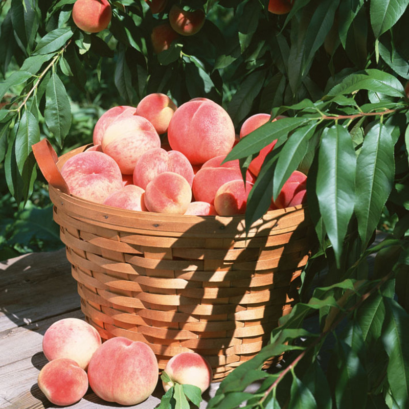 供应 新鲜水果正宗四川龙泉水蜜桃香甜可口时令水果