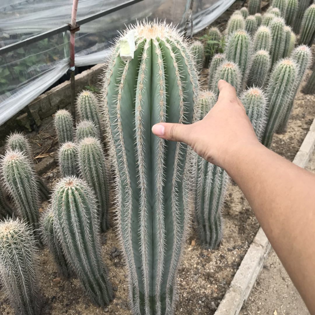 宏叶花卉 粗大武伦柱幸福柱 摩天柱仙人掌植物沙生多肉植物批发