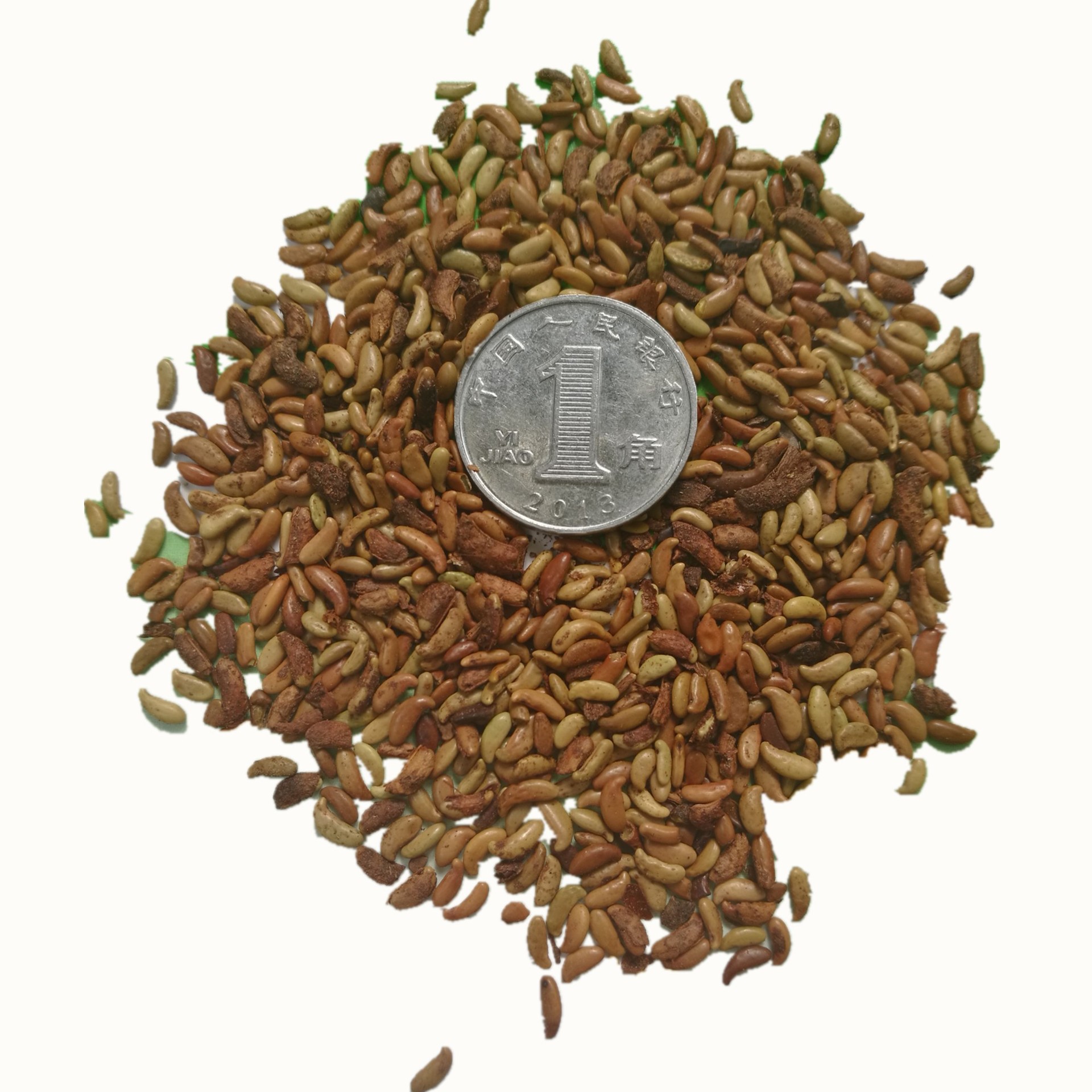 脱壳紫穗槐灌木种子木豆银合欢沙达旺狗尾草拧条火炬 刺槐 胡枝子