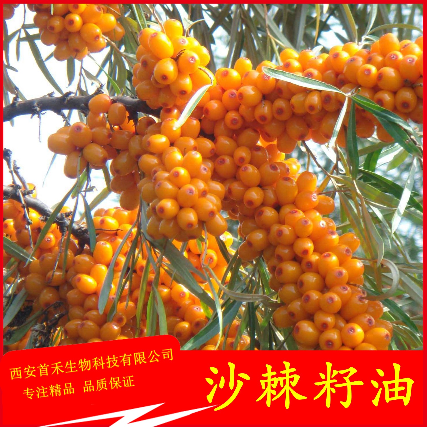 沙棘籽油沙棘油沙棘提取物沙棘全油沙棘压榨油