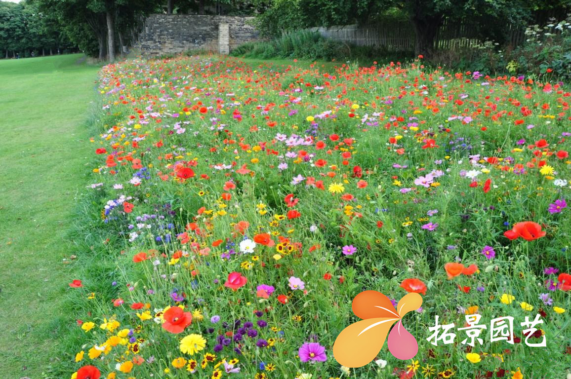 野花组合种子四季开花野花组合庭院花海易种植矮杆草花组合花籽